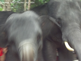 20090417 Half Day Safari - Elephant  55 of 104 